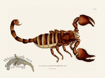 100 Scorpion Africa